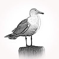 Möwe
